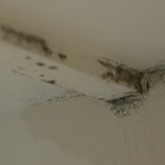 Wood Rot Problems in Lostock